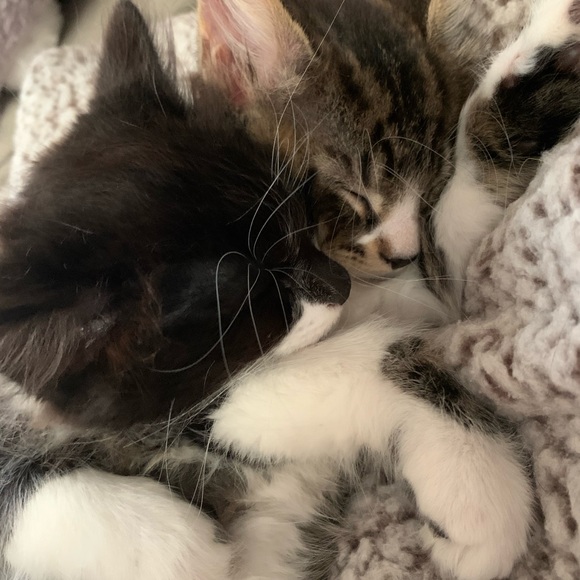 Meet your Posher, Krystal - Picture 3 of 7